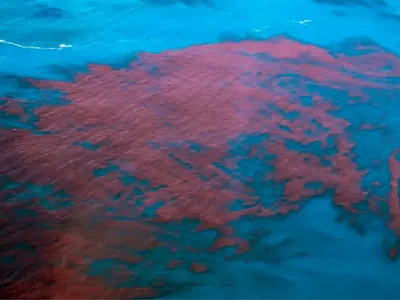 Alagoas e PE têm mais de 400 casos de intoxicação da maré vermelha; entenda