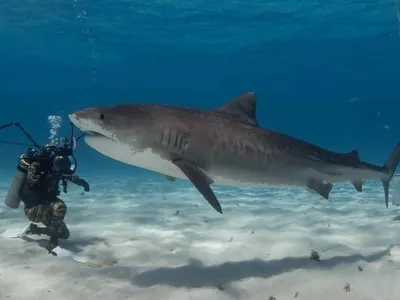 Cristian Dimitrius mergulha com tubarões e faz alerta sobre comer carne de cação