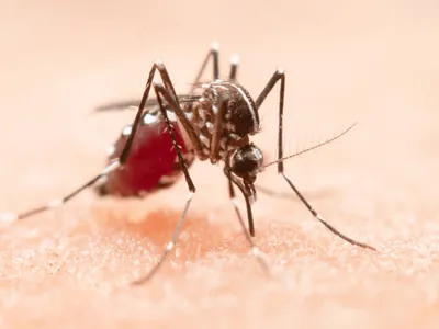 Cuidados com dengue devem ser maiores na gestação