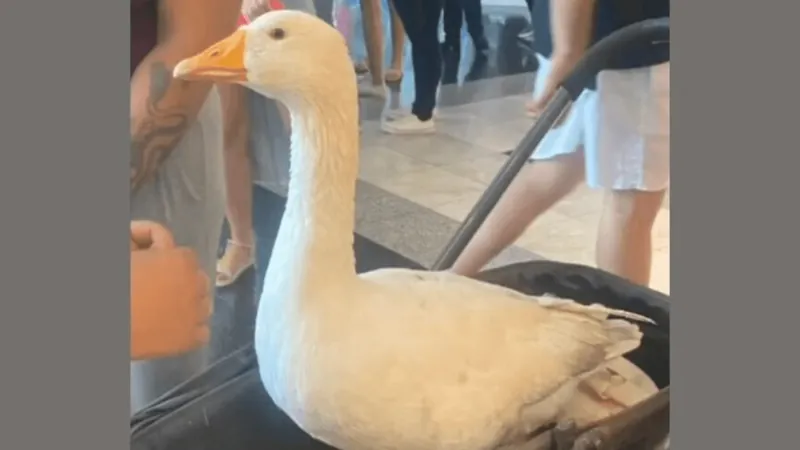 Ganso passeia no Shopping em carrinho de bebê e faz sucesso na internet