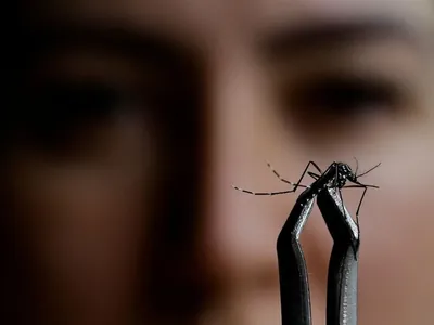 Mosquitos da dengue já nascem infectados? Especialista explica