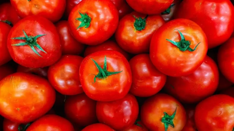 Onda de calor em pleno inverno pode deixar o tomate mais barato; entenda