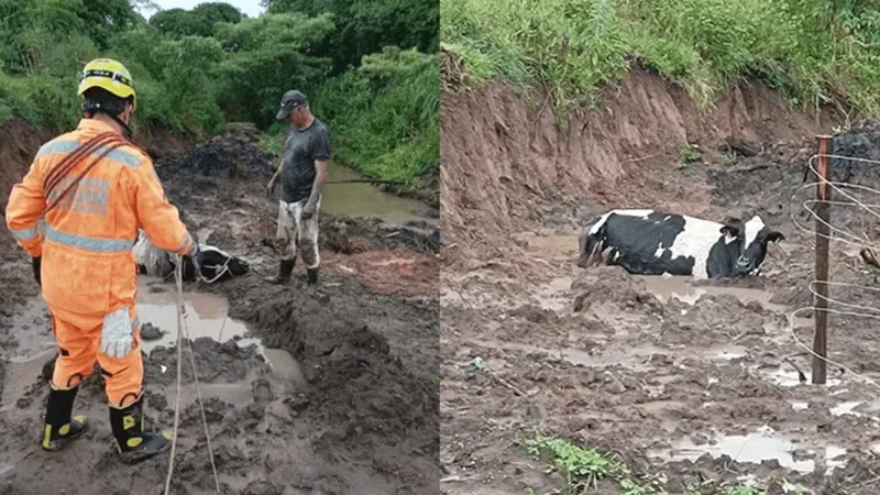 Vaca vai para o brejo e tem que ser resgatada pelos bombeiros