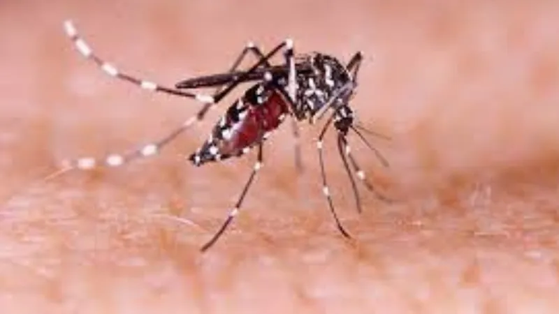Agentes espalham armadilhas para coletar ovos do Aedes aegypti