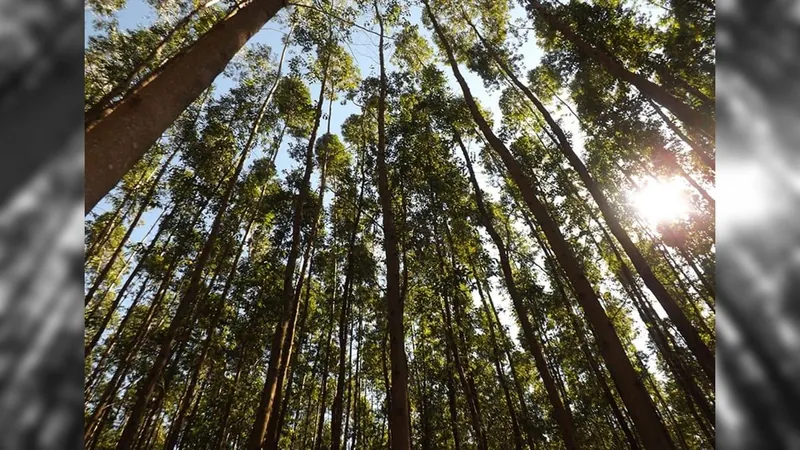 Árvores de eucalipto podem armazenar gases de efeito estufa