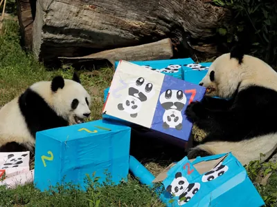 Zoológico nos EUA pode receber pandas da China