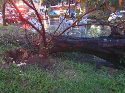 Chuva causa queda de árvores e alagamento de rua em Campinas