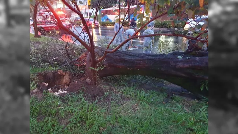 Chuva causa queda de árvores e alagamento de rua em Campinas