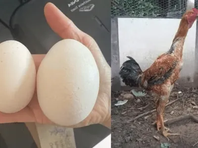Galinha gigante bota ovo de R$ 400 em Santa Catarina