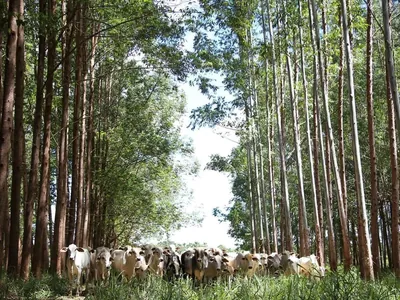 Com safra finalizada, desembolso do crédito rural chega a R$ 400 bilhões