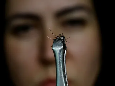Sobe para 15 o número de mortos por dengue no estado do Rio de Janeiro