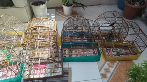 Polícia Ambiental resgata 13 aves em cativeiro em Tremembé