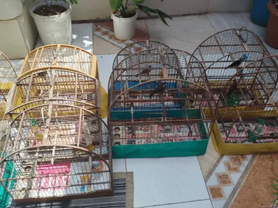 Polícia Ambiental resgata 13 aves em cativeiro em Tremembé