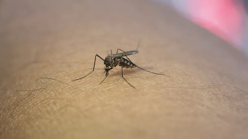 Campinas registra primeira morte por dengue em 2024
