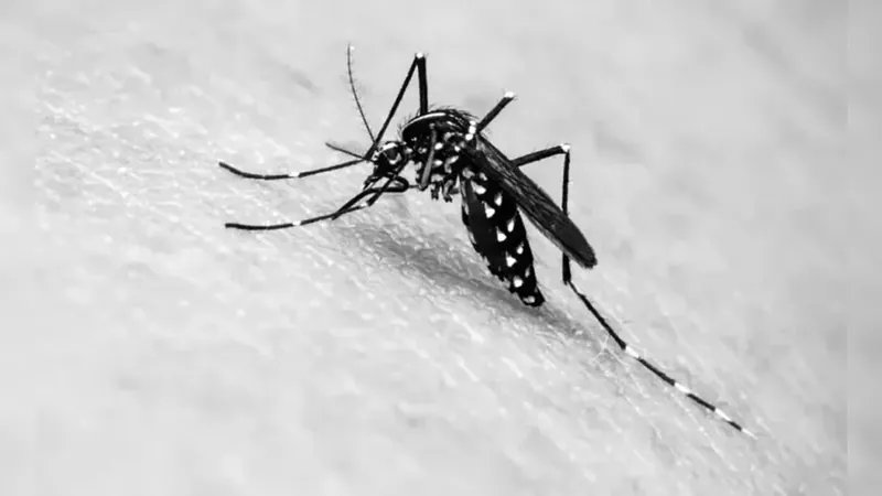 Um a cada oito municípios mineiros já decretaram emergência pela dengue