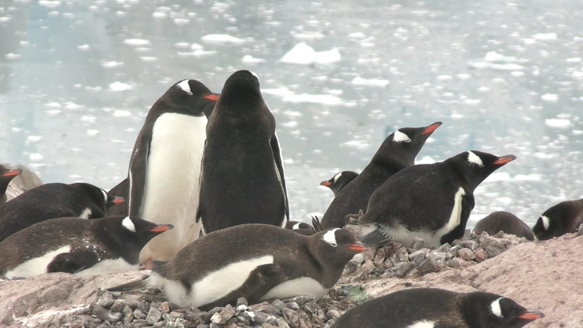 Pinguins, baleias e focas: conheça a vida selvagem da Antártica