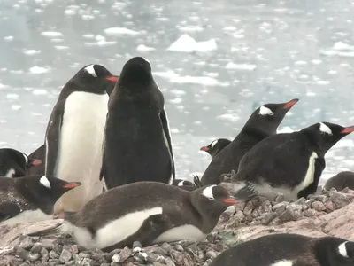 Pinguins, baleias e focas: conheça a vida selvagem da Antártica