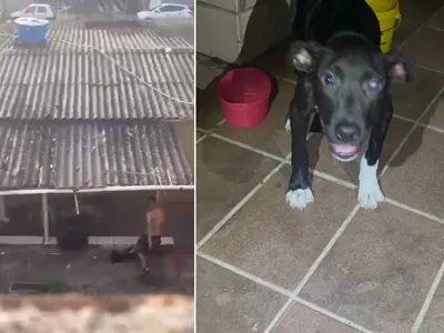 Homem é filmado agredindo cachorro em Limeira e termina preso