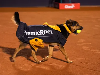 CãoDulas pegam bolinhas e roubam a cena dos tenistas no Rio Open 2024