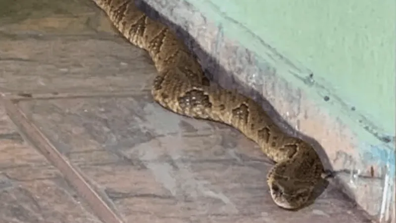 Cobra venenosa é encontrada em banheiro de abrigo em Goiás