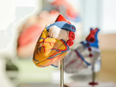 Coração, cérebro e mais: saiba qual astro rege cada órgão do corpo humano 