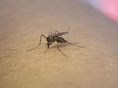 Secretaria de Saúde de SP confirma 1ª morte por Dengue do ano em SJCampos