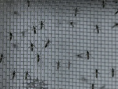 Dia D contra a dengue convoca população a eliminar focos do mosquito
