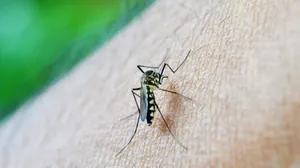 Dengue: Jacareí confirma mais uma morte pela doença em 2024