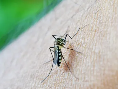 Casos de dengue caem pelo Brasil, mas números ainda preocupam em Minas Gerais