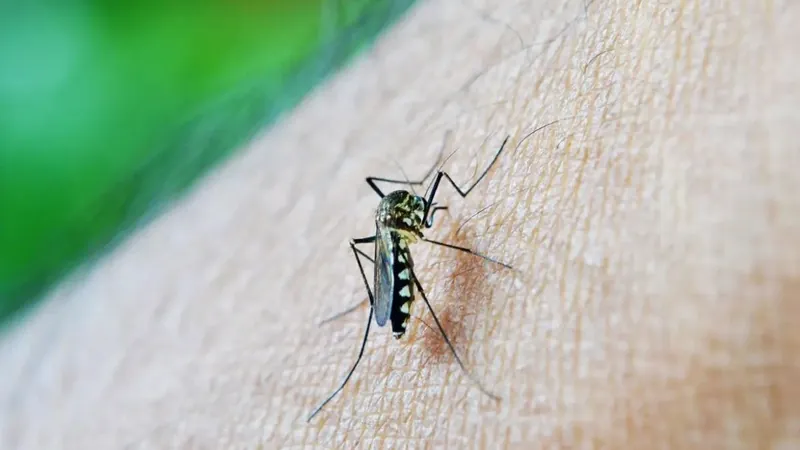 Casos de dengue caem pelo Brasil, mas ainda números preocupam em Minas Gerais