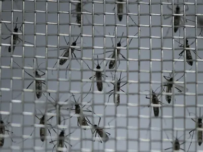 Com 6,3 milhões de casos prováveis, Brasil lidera ranking de dengue 