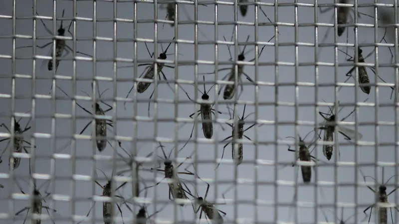Ubatuba registra mais duas mortes por dengue