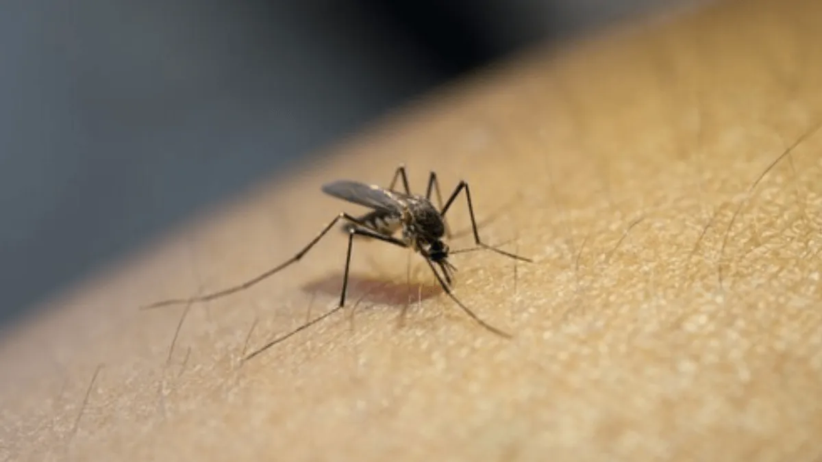 Dengue: Pindamonhangaba registra mais duas mortes pela doença 
