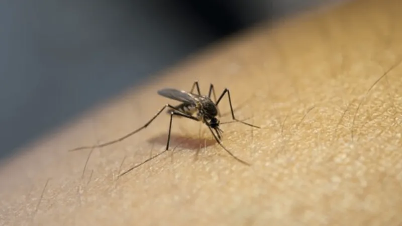 SP decreta emergência por dengue; Vale do Paraíba passa das 28 mil confirmações
