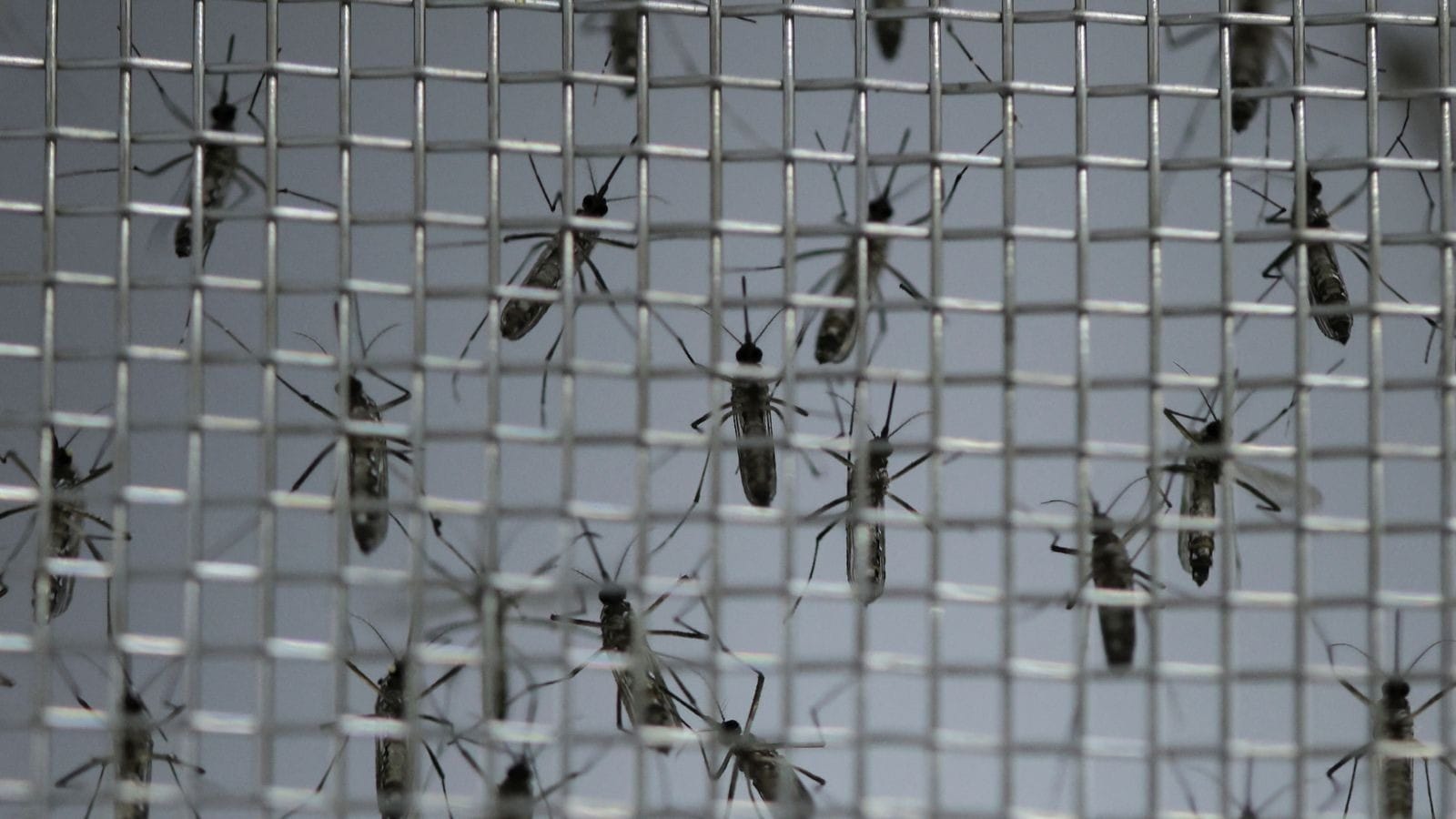 Estado do Rio chega a 16 mortes por dengue em 2024