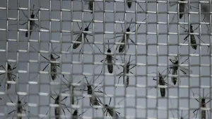 Dengue: o que muda na cidade de SP com o decreto de emergência pela doença