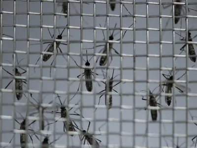 Vacina contra dengue deve ser distribuída em estados até semana que vem 