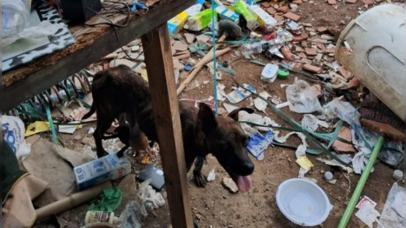 Após denúncia, guardas resgatam cadela e filhotes em Jundiaí