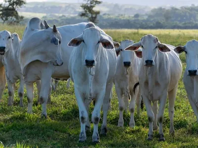 Carne bovina é um dos principais produtos pecuários nas exportações brasileiras