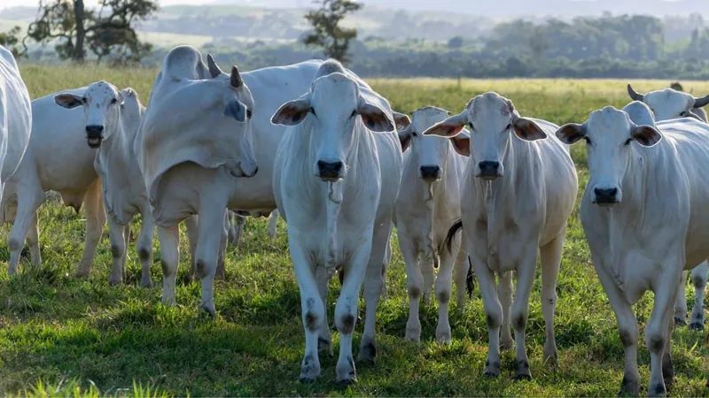 Carne bovina é um dos principais produtos pecuários nas exportações brasileiras