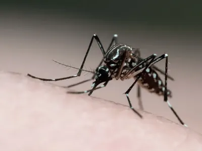 Pedreira confirma primeira morte por dengue em 2024