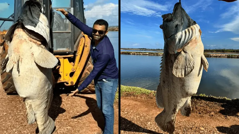 Peixe de mais de 200 kg é encontrado em fazenda de camarão