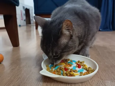 Descubra por que os gatinhos devem comer sachê e ração seca