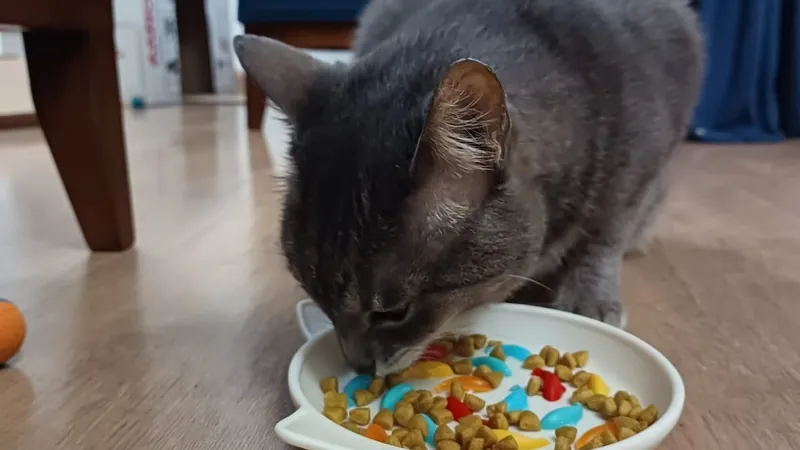 Descubra por que os gatinhos devem comer sachê e ração seca