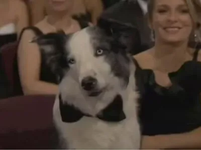 Quem é Messi, cachorro que ganhou corações na premiação do Oscar