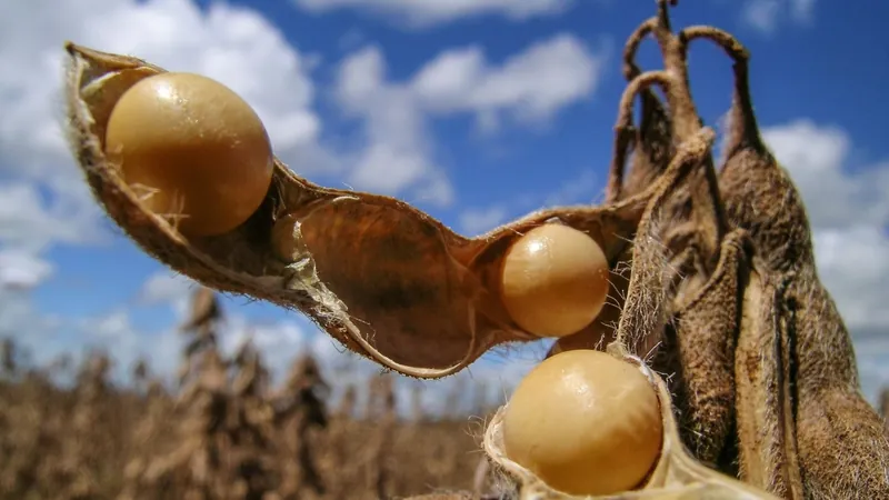 Dinheiro doado ao Rio Grande do Sul vem de taxa sobre venda de soja