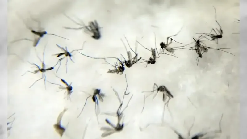 Um a cada três casos prováveis de dengue no país está em Minas