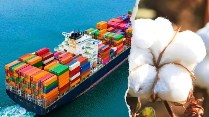 Exportações brasileiras de algodão atingem volume recorde