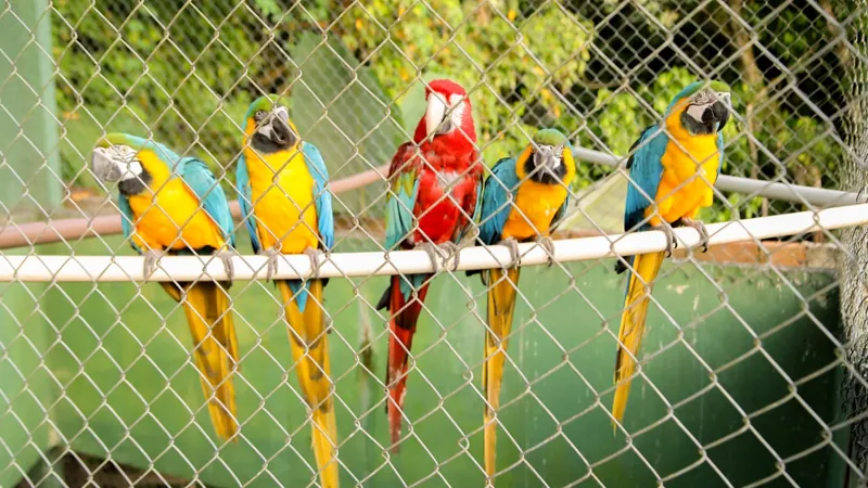 Mais de 40 animais silvestres são apreendidos na Zona Oeste do Rio