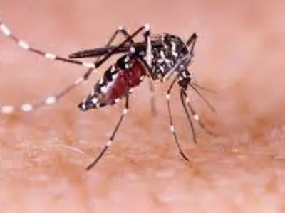 Epidemia de dengue de 2024 pode ser a pior da história, alerta Opas